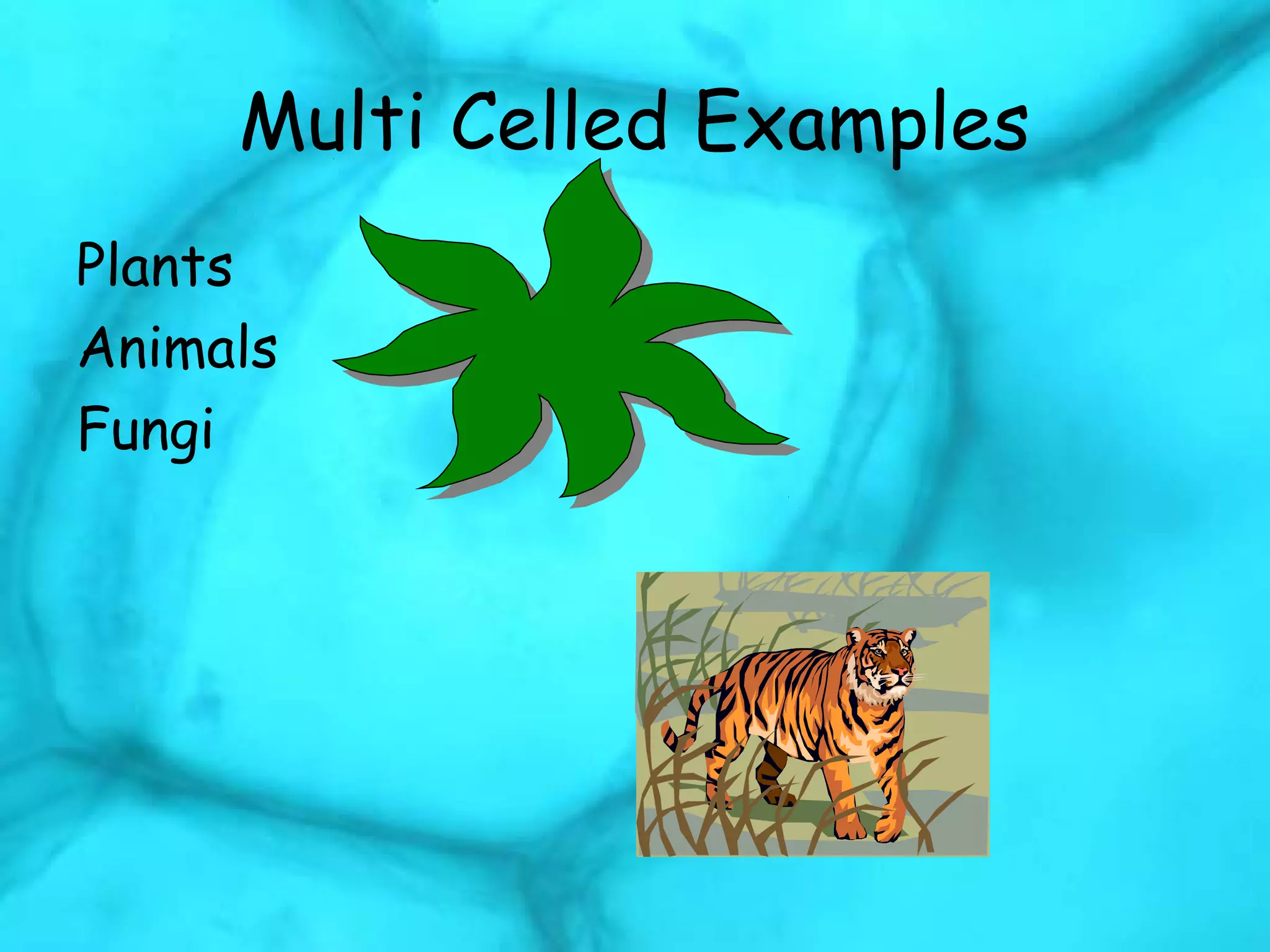 Multi Celled Examples
Plants
Animals
Fungi
 