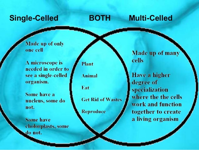 multi and single celled organisms comparisons single celled organisms