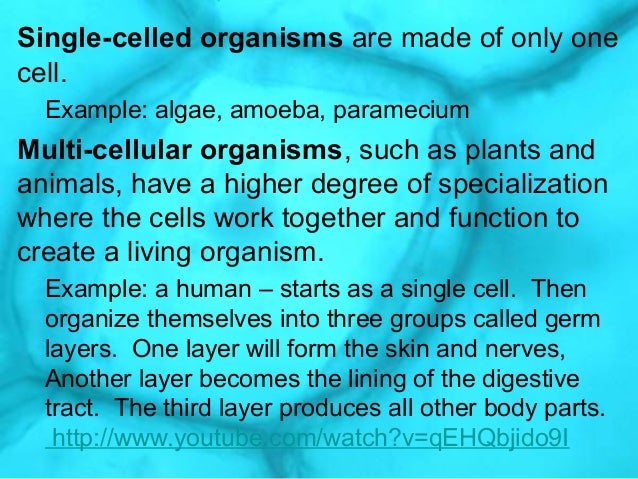 unicellular vs multicellular venn diagram under fontanacountryinn com unicellular and multicellular venn diagram