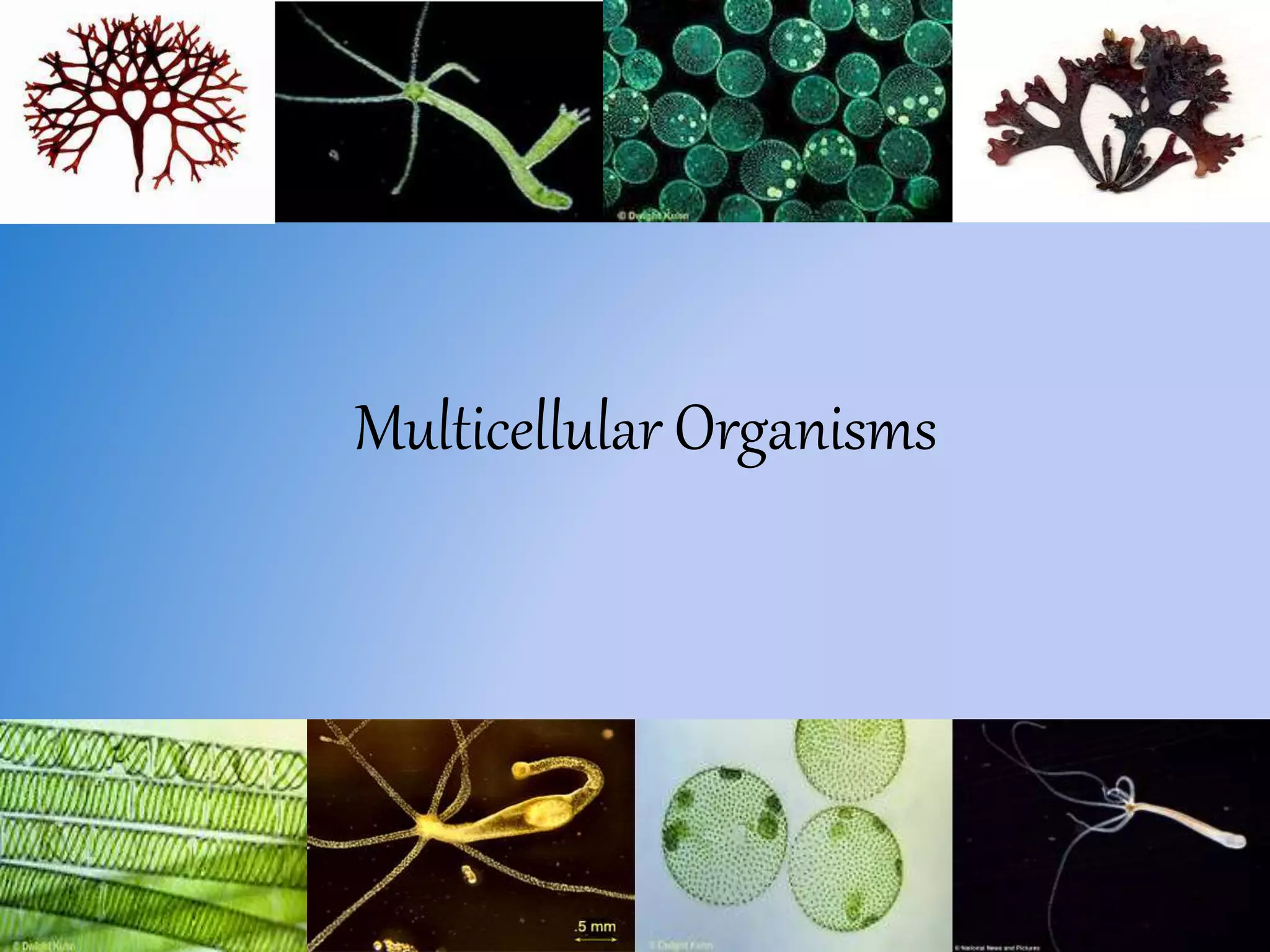 Multicellular Organisms