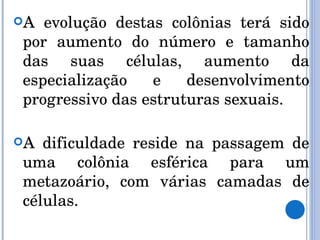 A evolução destas colônias terá sido por aumento do número e tamanho das suas células, aumento da especialização e desenvolvimento progressivo das estruturas sexuais.  A dificuldade reside na passagem de uma colônia esférica para um metazoário, com várias camadas de células. 