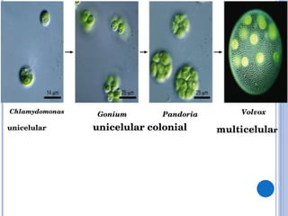 Chlamydomonas Pandoria Volvox unicelular unicelular colonial  multicelula r Gonium 