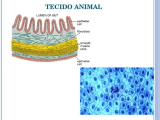 TECIDO ANIMAL 