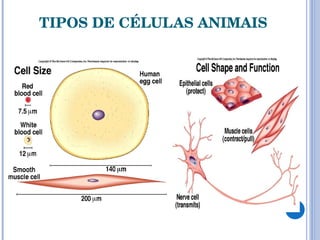 TIPOS DE CÉLULAS ANIMAIS 