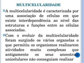 MULTICELULARIDADE A multicelularidade é caracterizada por uma associação de células em que existe interdependência ao nível das estruturas e funções entre as células associadas. Com o evoluir da multicelularidade foram surgindo os vários organelas o que permitiu os organismos realizarem atividades muito complexas que antigamente os seus ancestrais unicelulares não conseguiam realizar 