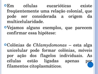 Em células eucarióticas existe freqüentemente uma relação colonial, que pode ser considerada a origem da multicelularidade.  Vejamos alguns exemplos, que parecem confirmar essa hipótese:      Colônias de  Chlamydomonas  – esta alga unicelular pode formar colônias, móveis por ação dos flagelos individuais. As células estão ligadas apenas por filamentos citoplasmáticos ; 