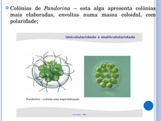 Colônias de  Pandorina  – esta alga apresenta colônias mais elaboradas, envoltas numa massa coloidal, com polaridade;  