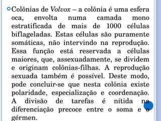 Colônias de  Volvox  – a colônia é uma esfera oca, envolta numa camada mono estratificada de mais de 1000 células biflageladas. Estas células são puramente somáticas, não intervindo na reprodução. Essa função está reservada a células maiores, que, assexuadamente, se dividem e originam colônias-filhas. A reprodução sexuada também é possível. Deste modo, pode concluir-se que nesta colônia existe polaridade, especialização e coordenação. A divisão de tarefas é nítida na diferenciação precoce entre o soma e o gérmen. 