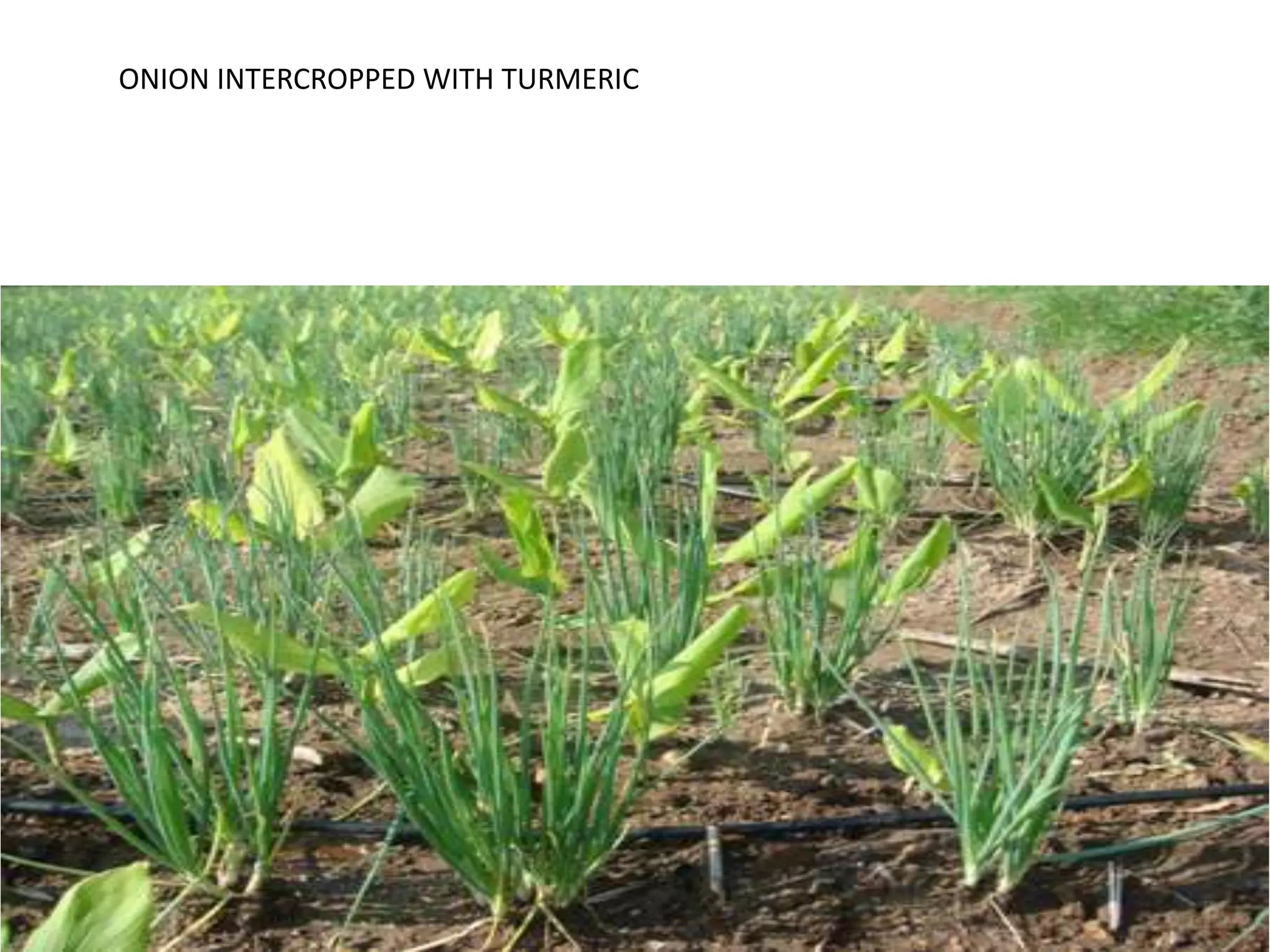 Multicropping | PPTX