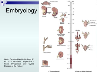 Embryology Wein: Campbell-Walsh Urology, 9 th  ed., 2007 Saunders, Chapter 114 – Renal Dysgenesis and Cystic Disease of the Kidney 