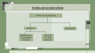 TYPES OF ECOSYSTEM
TYPES OF ECOSYSTEM
NATURAL ARTIFICIAL
TEREEESTIAL
E.g. Grassland
ecosystem
AQUATIC
E.g. Pond
ecosystem
24
 