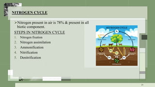 NITROGEN CYCLE
Nitrogen present in air is 78% & present in all
biotic component.
STEPS IN NITROGEN CYCLE
1. Nitrogen fixation
2. Nitrogen assimilation
3. Ammonification
4. Nitrification
5. Denitrification
29
 
