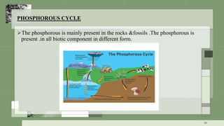 PHOSPHOROUS CYCLE
The phosphorous is mainly present in the rocks &fossils .The phosphorous is
present .in all biotic component in different form.
30
 
