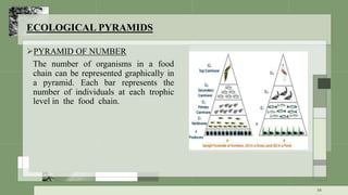 ECOLOGICAL PYRAMIDS
PYRAMID OF NUMBER
The number of organisms in a food
chain can be represented graphically in
a pyramid. Each bar represents the
number of individuals at each trophic
level in the food chain.
34
 