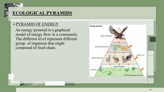 ECOLOGICAL PYRAMIDS
PYRAMID OF ENERGY
An energy pyramid is a graphical
model of energy flow in a community
The different level represent different
group of organism that might
composed of food chain.
36
 