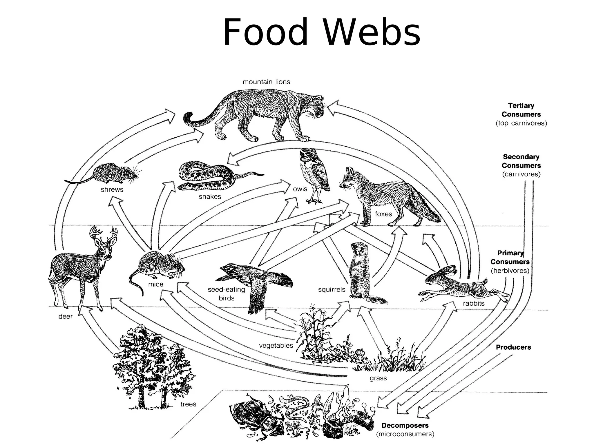 Food Webs
 