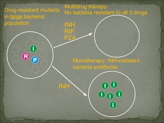 INH
RIF
PZA
INH
Drug-resistant mutants
in large bacterial
population
Multidrug therapy:
No bacteria resistant to all 3 drugs
Monotherapy: INH-resistant
bacteria proliferate
 