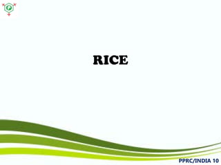 RICE 
PPRC/INDIA 10 
 