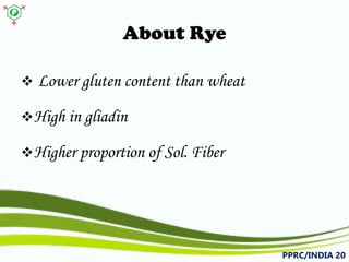 About Rye 
 
Lowerglutencontentthanwheat 
 
Highingliadin 
 
HigherproportionofSol.Fiber 
PPRC/INDIA 20 
 