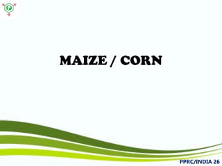 MAIZE / CORN 
PPRC/INDIA 26 
 