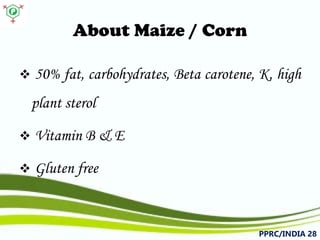 About Maize / Corn 
 
50%fat,carbohydrates,Betacarotene,K,highplantsterol 
 
VitaminB&E 
 
Glutenfree 
PPRC/INDIA 28 
 