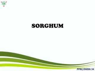 SORGHUM 
PPRC/INDIA 34 
 