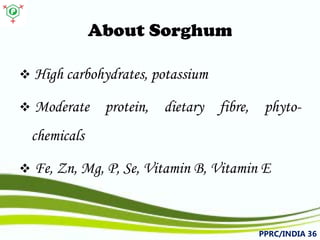 About Sorghum 
 
Highcarbohydrates,potassium 
 
Moderateprotein,dietaryfibre,phyto- chemicals 
 
Fe,Zn,Mg,P,Se,VitaminB,VitaminE 
PPRC/INDIA 36 
 