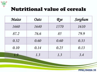 Nutritional value of cereals 
PPRC/INDIA 39 
Maize 
Oats 
Rye 
Sorghum 
1660 
1640 
1570 
1610 
87.2 
76.6 
85 
79.9 
0.32 
0.60 
0.60 
0.33 
0.10 
0.14 
0.25 
0.13 
1.9 
1.3 
1.3 
3.4  