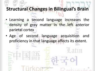 Structural Changes in Bilingual’s Brain
• Learning a second language increases the
density of grey matter in the left anterior
parietal cortex
• Age of second language acquisition and
proficiency in that language affects its extent.
Multilingual Brain 16
 