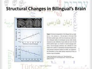 Structural Changes in Bilingual’s Brain
Multilingual Brain 17
 