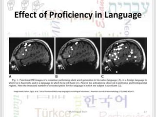 Effect of Proficiency in Language
Multilingual Brain 23
 