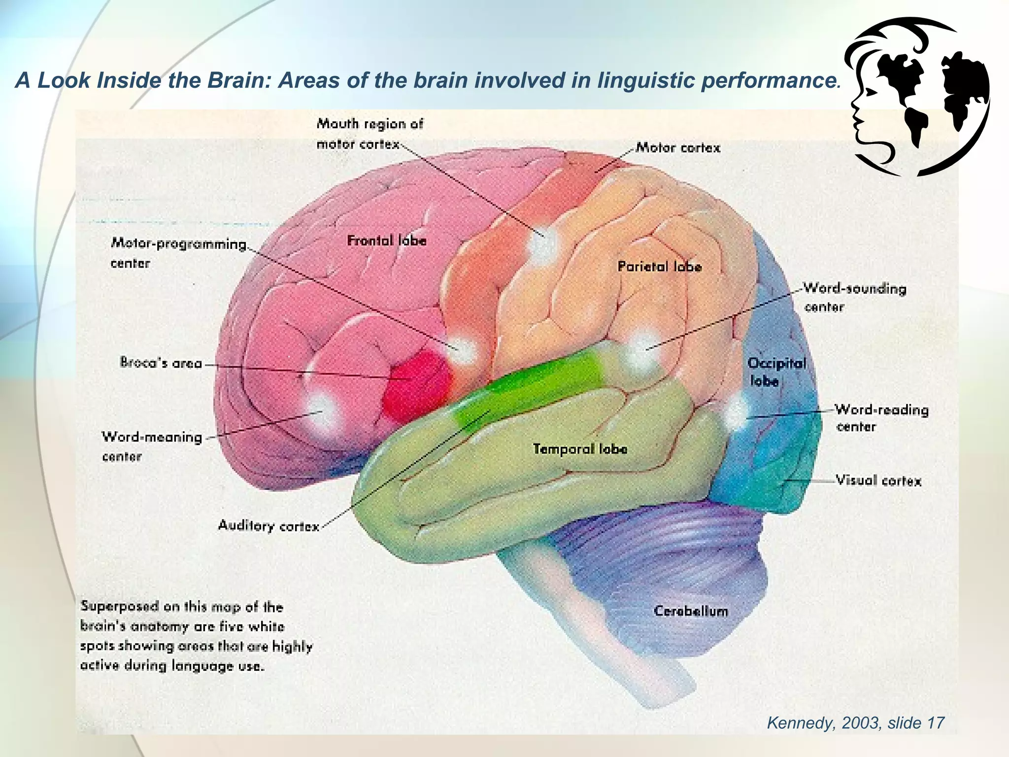 Multilingualism Memory Multilingualism, The Brain & Web Based Learning | PPT