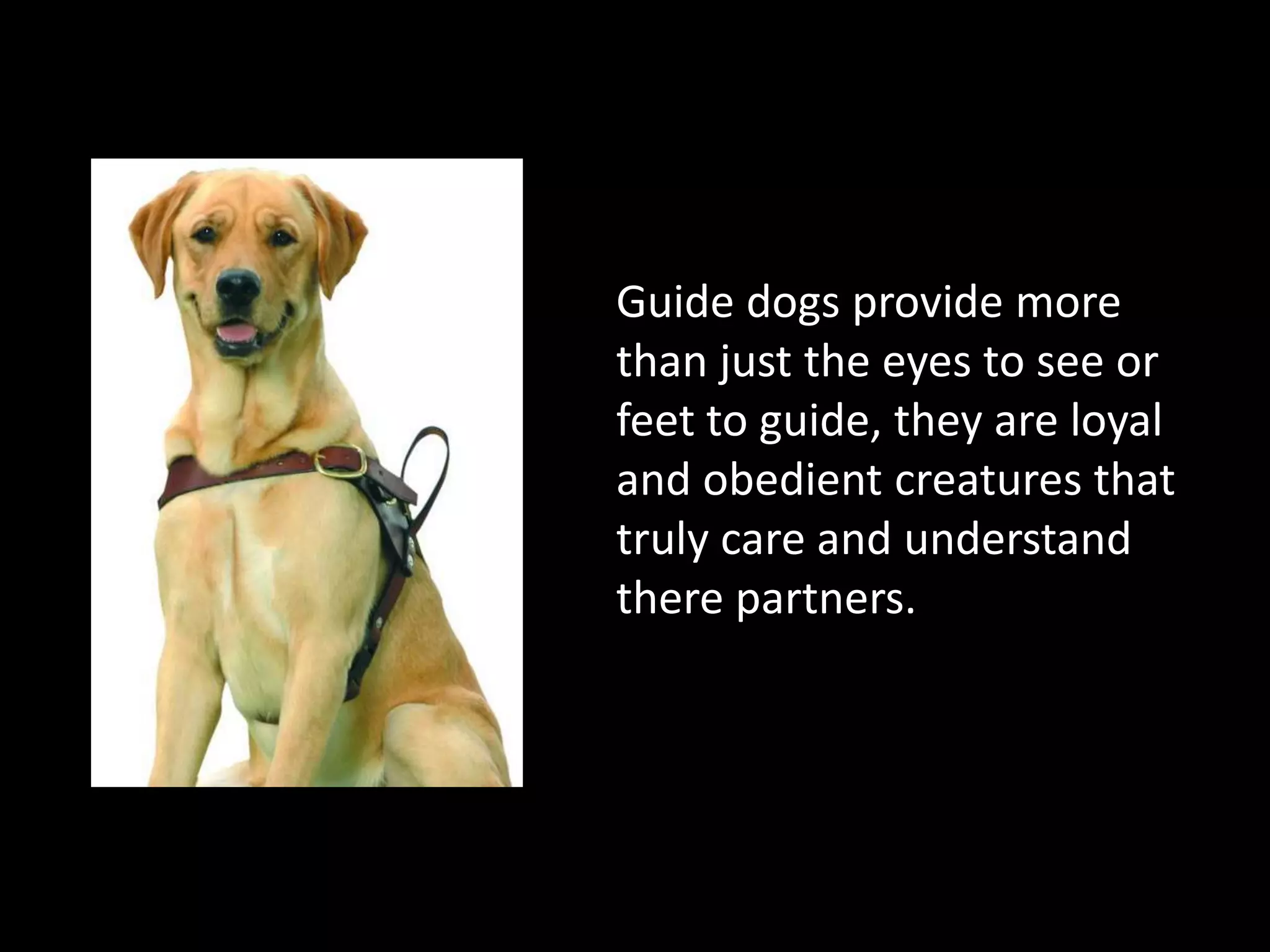 Guide dogs provide more than just the eyes to see or feet to guide, they are loyal and obedient creatures that truly care and understand there partners.
