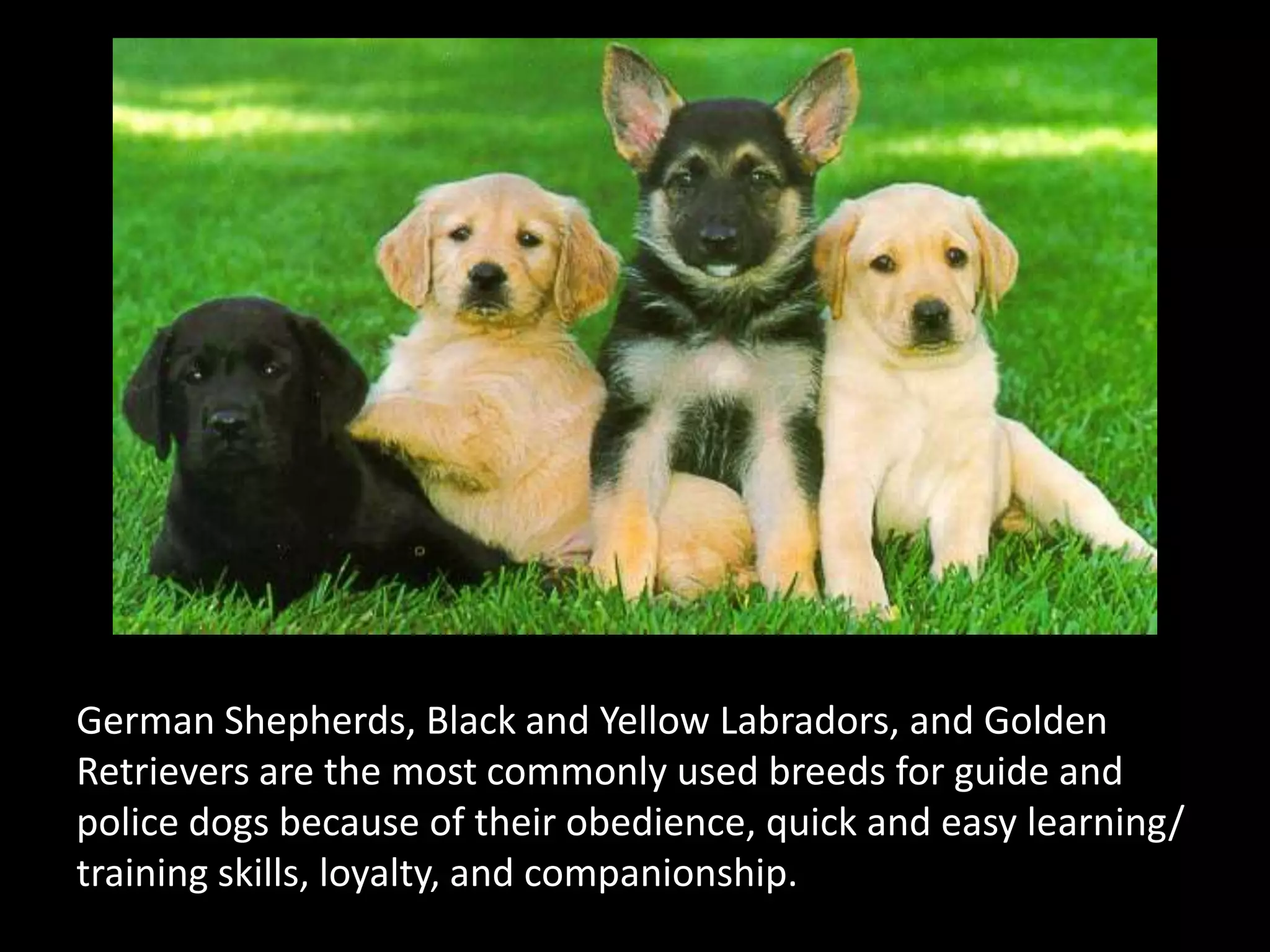 German Shepherds, Black and Yellow Labradors, and Golden Retrievers are the most commonly used breeds for guide and police dogs because of their obedience, quick and easy learning/ training skills, loyalty, and companionship.