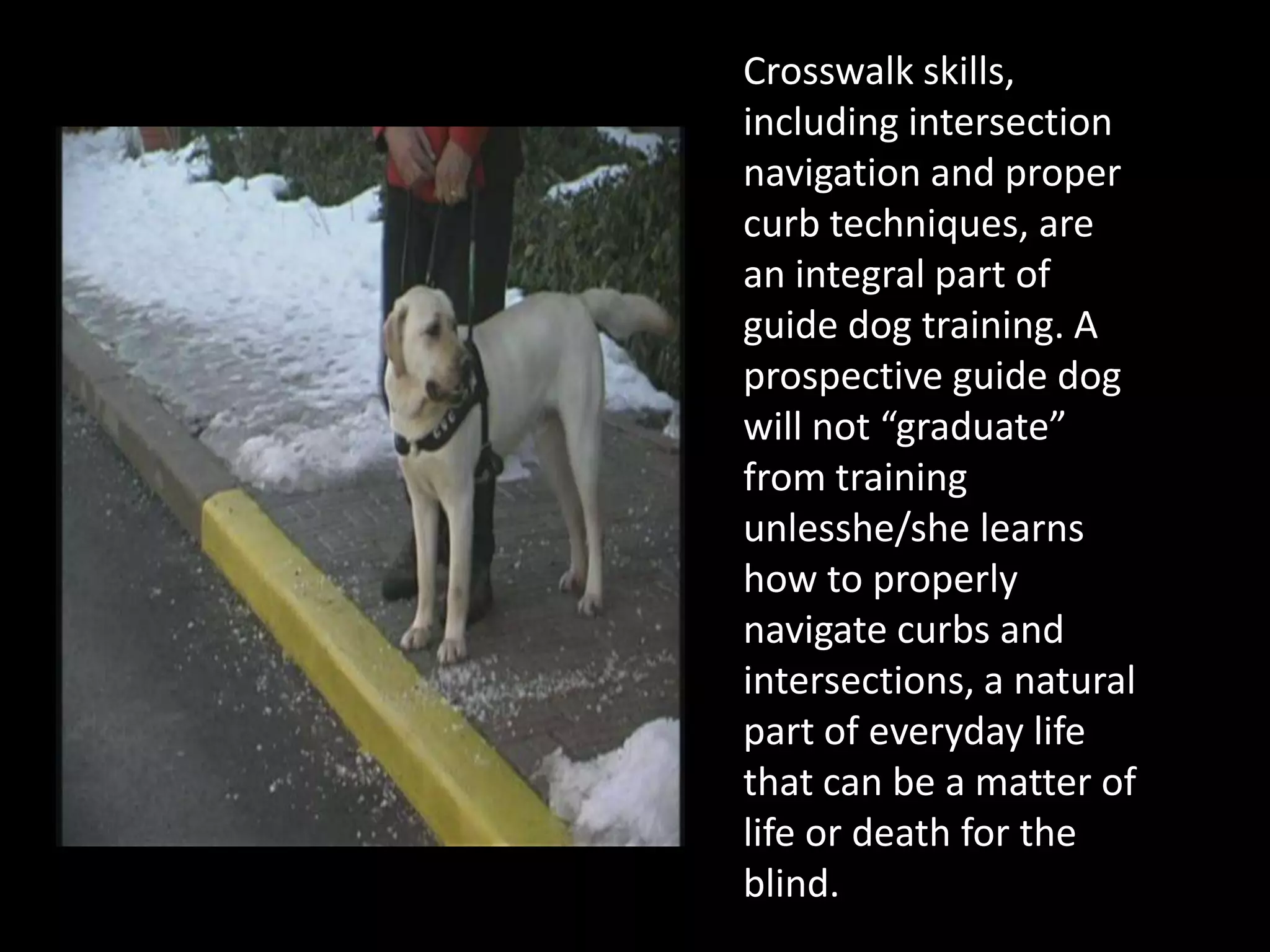 Crosswalk skills, including intersection navigation and proper curb techniques, are an integral part of guide dog training. A prospective guide dog will not “graduate” from training unlesshe/she learns how to properly navigate curbs and intersections, a natural part of everyday life that can be a matter of life or death for the blind.