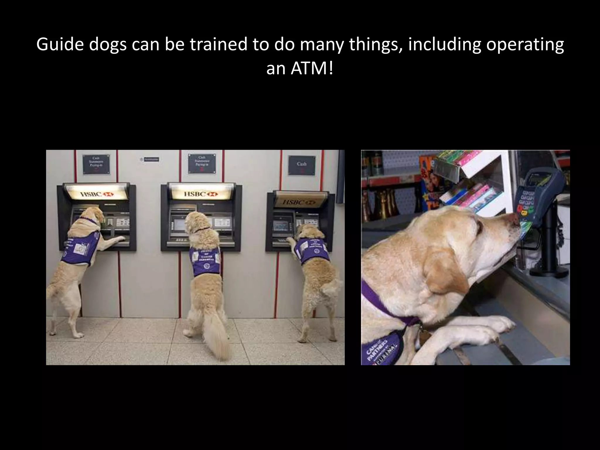 Guide dogs can be trained to do many things, including operating an ATM!