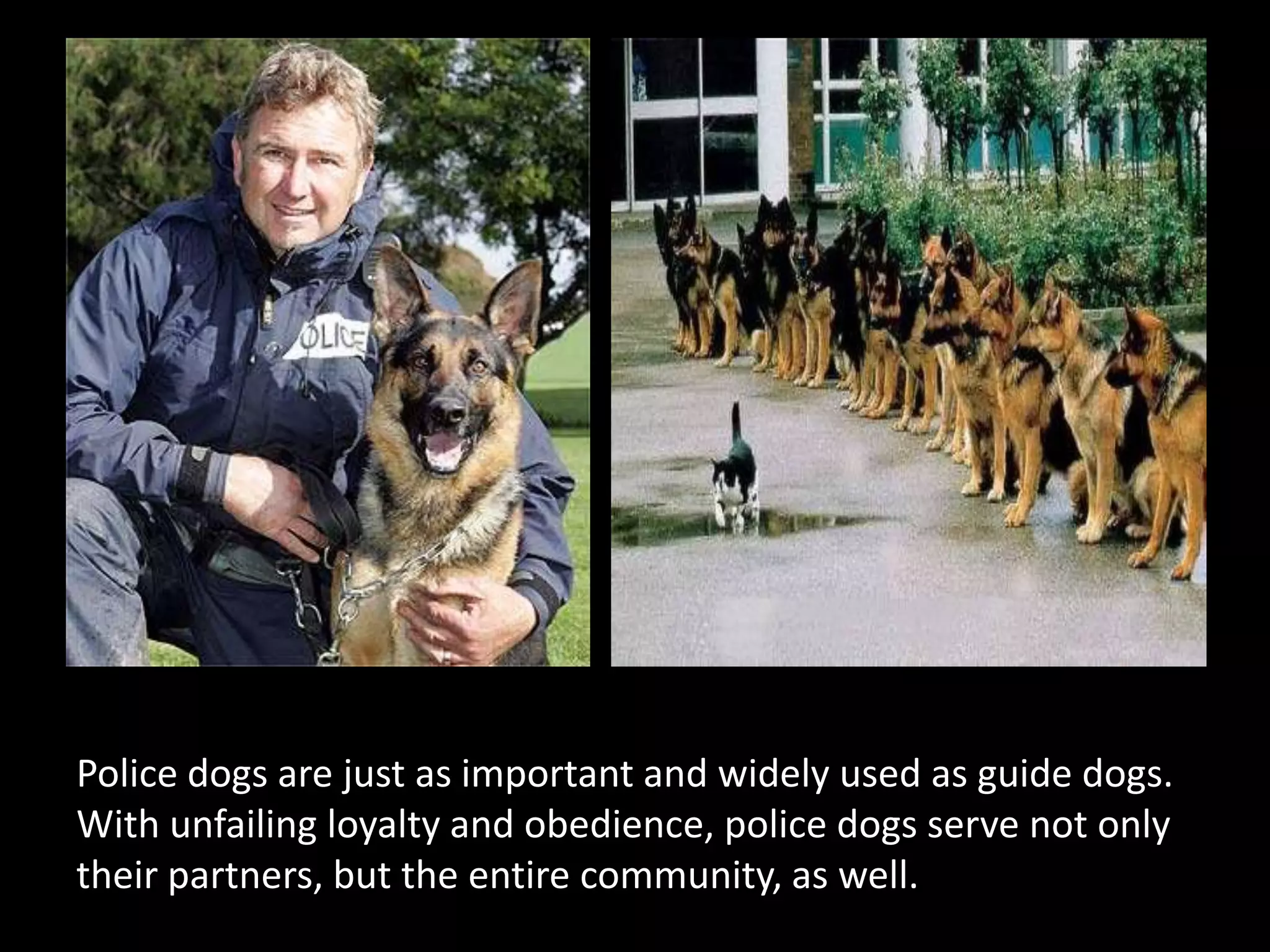 Police dogs are just as important and widely used as guide dogs. With unfailing loyalty and obedience, police dogs serve not only their partners, but the entire community, as well.