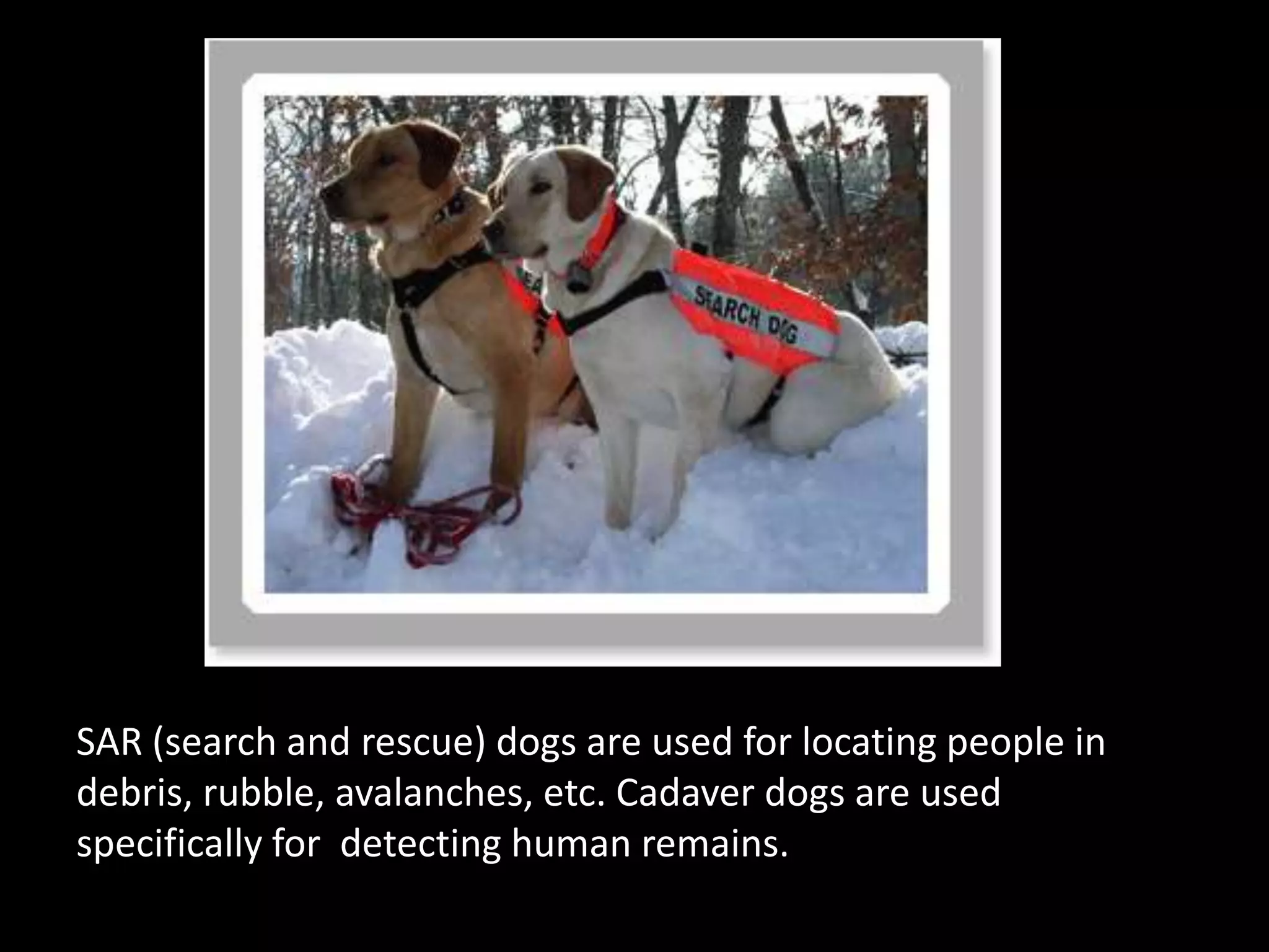 SAR (search and rescue) dogs are used for locating people in debris, rubble, avalanches, etc. Cadaver dogs are used specifically for  detecting human remains. 
