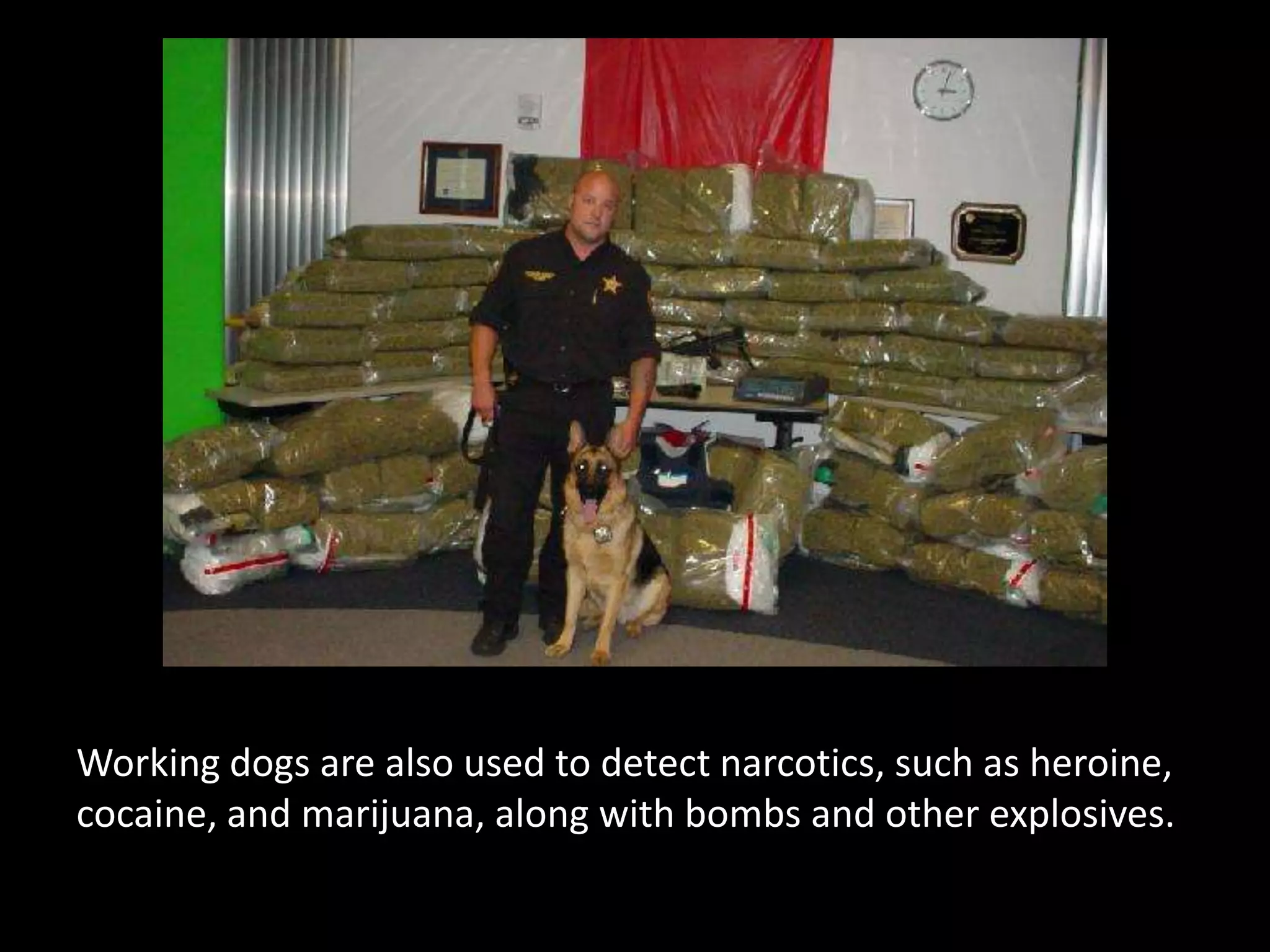 Working dogs are also used to detect narcotics, such as heroine, cocaine, and marijuana, along with bombs and other explosives. 