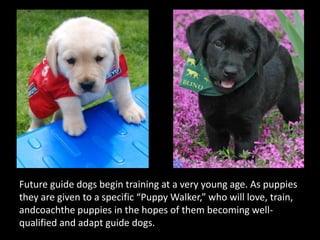 Future guide dogs begin training at a very young age. As puppies they are given to a specific “Puppy Walker,” who will love, train, andcoachthe puppies in the hopes of them becoming well-qualified and adapt guide dogs. 