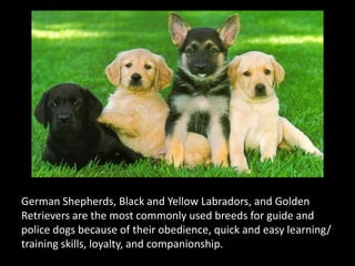 German Shepherds, Black and Yellow Labradors, and Golden Retrievers are the most commonly used breeds for guide and police dogs because of their obedience, quick and easy learning/ training skills, loyalty, and companionship.