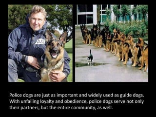 Police dogs are just as important and widely used as guide dogs. With unfailing loyalty and obedience, police dogs serve not only their partners, but the entire community, as well.