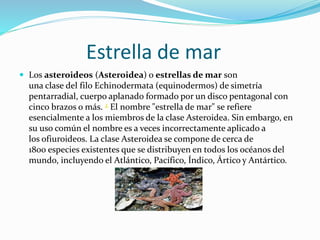 Estrella de mar
 Los asteroideos (Asteroidea) o estrellas de mar son
una clase del filo Echinodermata (equinodermos) de simetría
pentarradial, cuerpo aplanado formado por un disco pentagonal con
cinco brazos o más. 2 El nombre "estrella de mar" se refiere
esencialmente a los miembros de la clase Asteroidea. Sin embargo, en
su uso común el nombre es a veces incorrectamente aplicado a
los ofiuroideos. La clase Asteroidea se compone de cerca de
1800 especies existentes que se distribuyen en todos los océanos del
mundo, incluyendo el Atlántico, Pacífico, Índico, Ártico y Antártico.
 