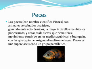 Peces
 Los peces (con nombre científico Pisces) son
animales vertebrados acuáticos,
generalmente ectotérmicos, la mayoría de ellos recubiertos
por escamas, y dotados de aletas, que permiten su
movimiento continuo en los medios acuáticos, y branquias,
con las que captan el oxígeno disuelto en el agua. Pisces es
una superclase siendo un grupo parafilético.
 