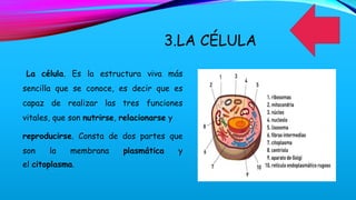 3.LA CÉLULA
La célula. Es la estructura viva más
sencilla que se conoce, es decir que es
capaz de realizar las tres funciones
vitales, que son nutrirse, relacionarse y
reproducirse. Consta de dos partes que
son la membrana plasmática y
el citoplasma.
 