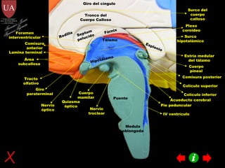 Rodilla Tronco del Cuerpo Calloso Esplenio Septum pelucido Fórnix Tálamo Hipotálamo Surco del cuerpo calloso Giro del cíngulo Plexo coroideo Surco hipotalámico Cuerpo pineal Cuerpo mamilar Estría medular del tálamo Comisura anterior Lamina terminal Foramen interventricular Quiasma óptico Nervio óptico Tracto olfativo Giro paraterminal Área subcallosa Colículo superior Colículo inferior Comisura posterior Pie peduncular Nervio troclear Acueducto cerebral Puente Medula oblongada IV ventrículo Francisco Javier Figueroa Guzmán 