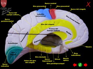 Rodilla Tronco del Cuerpo Calloso Esplenio Rostro Giro del cíngulo Giro lingual Cuneiforme Precuneiforme Surco central Giro precentral Giro poscentral Surco calcarino Surco parietoccipital Lobulillo paracentral Nervio óptico Uncus Área subcallosa Giro frontal medial Surco del cíngulo Surco del cuerpo calloso Giro parahipocampal Giro dentado Surco hipocampal Istmo del giro del cíngulo Francisco Javier Figueroa Guzmán 