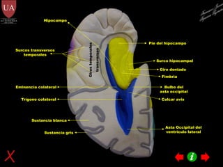 Pie del hipocampo Hipocampo Giro dentado Surco hipocampal Fimbria Eminencia colateral Trígono colateral Calcar avis Bulbo del asta occipital Sustancia blanca Sustancia gris Surcos transversos temporales Giros temporales transversos Francisco Javier Figueroa Guzmán Asta Occipital del ventrículo lateral 