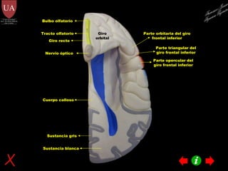 Giro recto Tracto olfatorio Bulbo olfatorio Giro orbital Parte opercular del giro frontal inferior Parte orbitaria del giro frontal inferior Parte triangular del giro frontal inferior Sustancia blanca Sustancia gris Cuerpo calloso Nervio óptico Francisco Javier Figueroa Guzmán 
