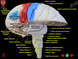 Parte opercular del giro frontal inferior Parte orbitaria del giro frontal inferior Parte triangular del giro frontal inferior Giro poscentral Ramo anterior del surco lateral Ramo ascendente del surco lateral Giro orbital Tracto olfatorio Bulbo olfatorio Nervio óptico Nervio troclear Giros cortos de la ínsula Giros largos de la ínsula Surco central Surco poscentral Surco central de la ínsula Surco circular de la ínsula Giro circular de la ínsula Limen de la ínsula Nervio trigémino Nervio abducens Nervio facial Nervio vestibulococlear Nervio glosofaríngeo Nervio vago Nervio accesorio Nervio hipogloso Oliva Colículo superior Cuerpo geniculado medial Colículo inferior Francisco Javier Figueroa Guzmán 